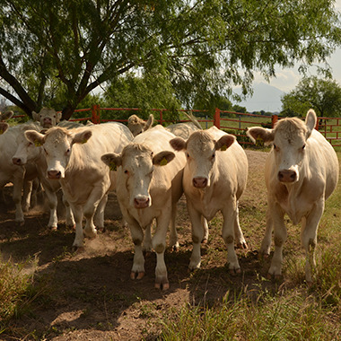 Rancho San Juan Ganado Charolais y Charbray Crianza de ganado, venta de hembra y machos