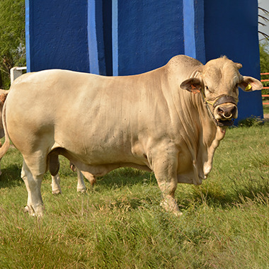 Rancho San Juan Ganado Charolais y Charbray Crianza de ganado, venta de hembra y machos