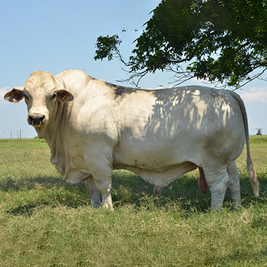 Rancho San Juan Ganado Charolais y Charbray Crianza de ganado, venta de hembra y machos