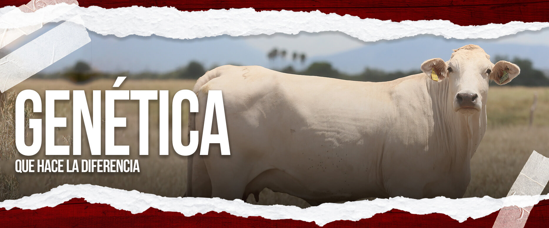 Rancho San Juan Ganado Charolais y Charbay Crianza de ganado, venta de hembra y machos