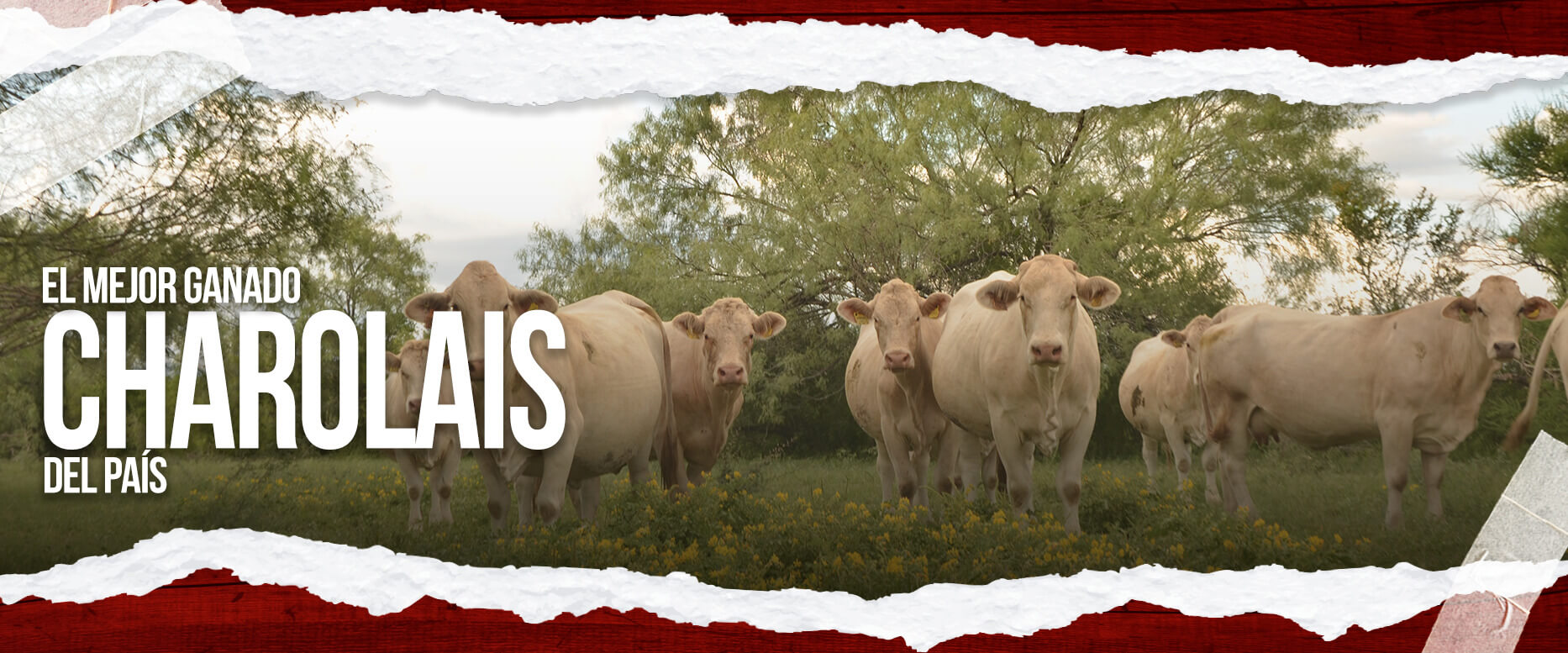 Rancho San Juan Ganado Charolais Crianza de ganado, venta de hembra y machos