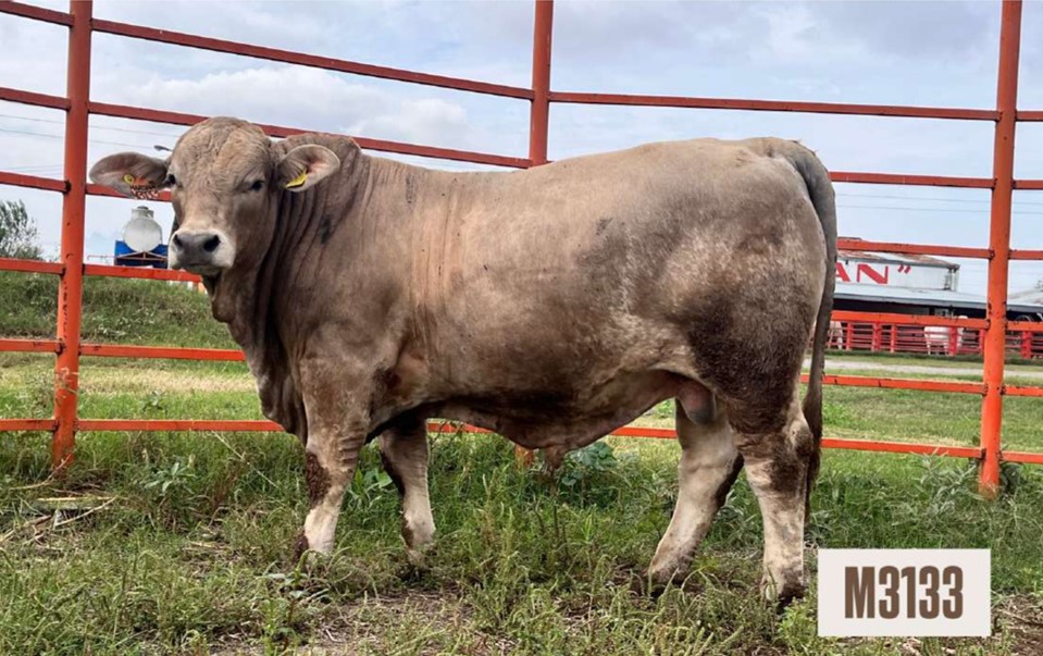 Ejemplar bovino Charbray M3133 de pie sobre pasto dentro de un corral con cerca metálica naranja.