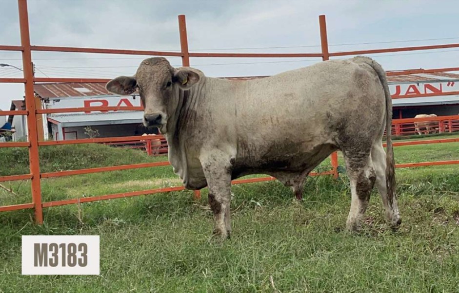 Ejemplar bovino Charbray M3183 de pie sobre pasto dentro de un corral de Rancho San Juan.