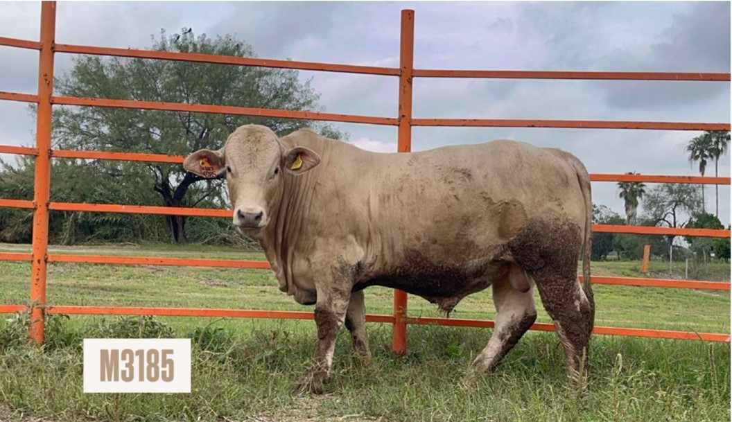 Ejemplar bovino Charbray M3185 de pie en un corral con cerca metálica naranja y vegetación al fondo.