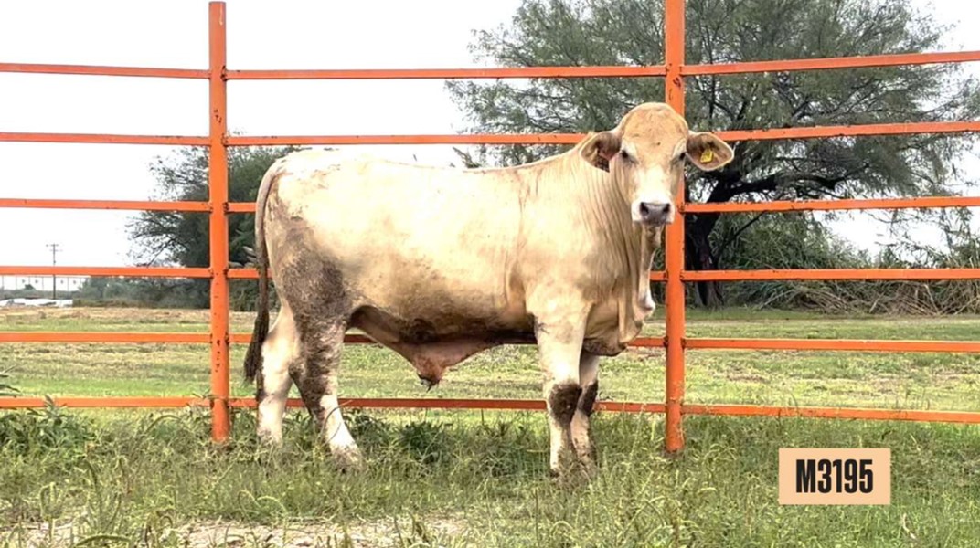 Ejemplar bovino Charbray M3195 de pie en un corral con cerca metálica naranja y vegetación al fondo.