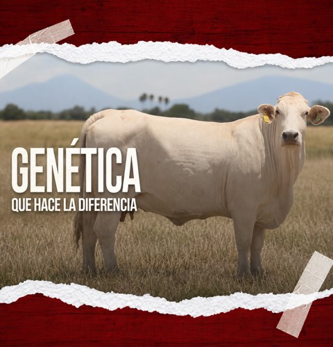 Ejemplar de ganado Charolais de color claro en un campo, acompañado del texto “Genética que hace la diferencia”.