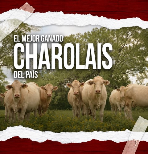Grupo de ganado Charolais de color claro en un potrero arbolado, acompañado del texto “El mejor ganado Charolais del país”.